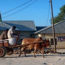 Ox cart in Mkokotoni